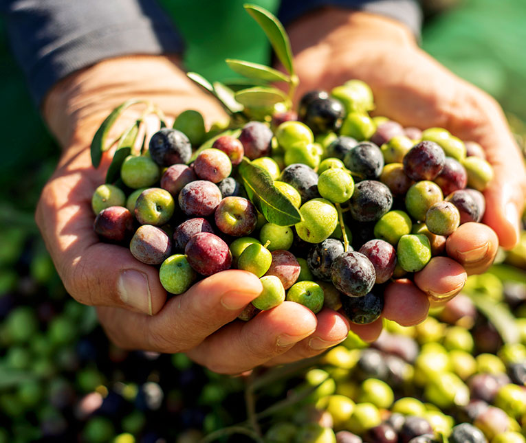 Pacchetto Vini & Olio d'Oliva Toscani